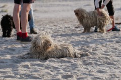 Klubtreffen-Pulis-am-Strand