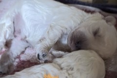 Pulibaby-traemumend-1-woche-alt