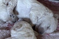 Pulibabys-schalfend-1-woche-alt