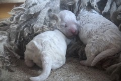 Pulibabys-uebereinander-liegend-am-1.Tag_