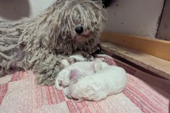 Pulihuendin-Uschi-mit-Welpen