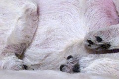 Welpenpfoetchen
